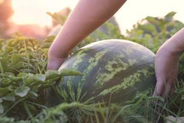 上午采摘，中午上架，6小时吃上爽口的盒马村西瓜
